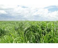 Sementes de Capim Brachiaria B. Marandu 10 kg