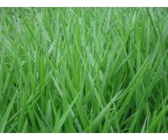 Sementes de Capim Brachiaria Decumbens 10 kg