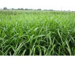 Sementes de Brachiaria MG4 10 kg