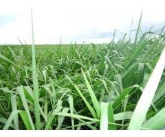 Sementes de Capim Brachiaria MG5 = Xaraés 10 kg
