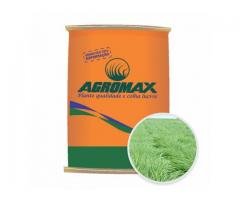 Sementes de Capim Panicum Maximum Massai 10 kg