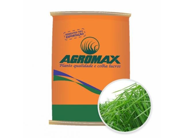 Sementes de Capim Panicum Maximum Mombaça 10 kg