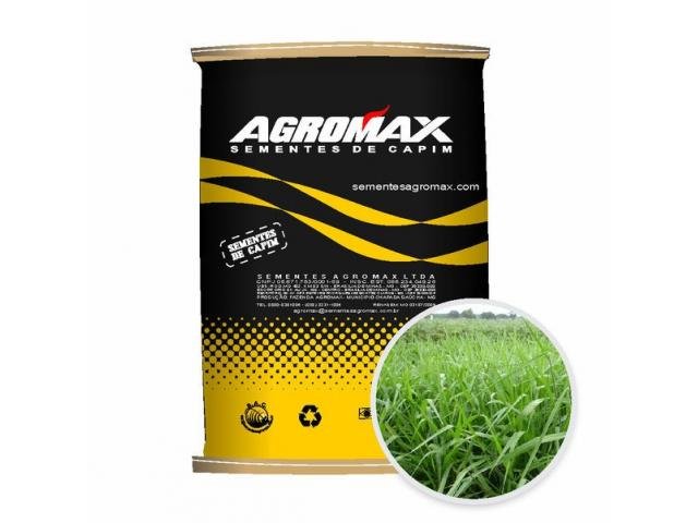 Sementes de Capim Brachiaria MG4 7 kg