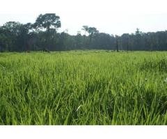 Sementes de Capim Brachiaria MG4 7 kg