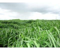 Sementes de Capim Brachiaria MG5 = Xaraés 7 kg