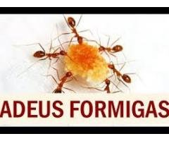 Dedetizaçâo Contra Formigas Acertpragas (85)3487-2101 / 98976-1385