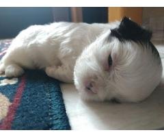 Vendo Lindos filhotinhos de Shih Tzu