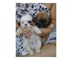 Vendo Lindos filhotinhos de Shih Tzu