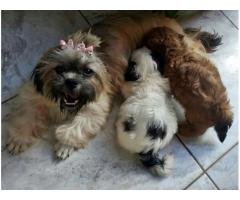 Vendo Lindos filhotinhos de Shih Tzu