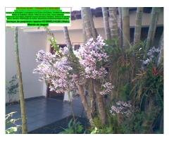 Jardineiro em Londrina – Qualidade e preço justo Serviço de jardineiro em Londrina