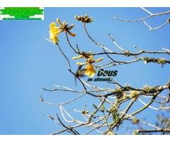 Coleção Livros Didáticos 1990(Contabilidade/Financeira)Londrina