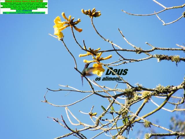 Jardinagem e paisagismo  - Londrina Podas de árvores e cercas vivas