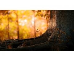 DECLARAÇÃO DE IMPOSTO DE RENDA 2026 LONDRINA AV DAS LARANJEIRAS