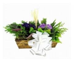 Flora BH