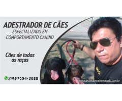 Adestramento de cães RJ