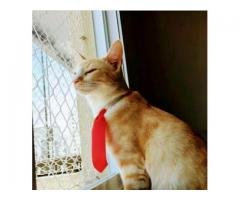 REDES DE PROTEÇÃO NO EMBU 11 3455-9884