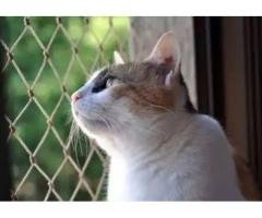 REDES DE PROTEÇÃO EM INDIANÓPOLIS 11 3455-9884