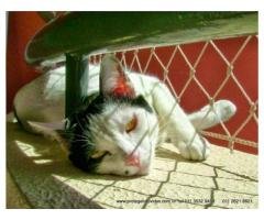 REDES DE PROTEÇÃO NO ITAIM PAULISTA 11 3455-9884