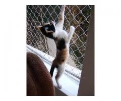 REDES DE PROTEÇÃO NO JD. MARINGÁ 11 3455-9884