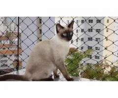 REDES DE PROTEÇÃO NO JD. PAULISTA 11 3455-9884