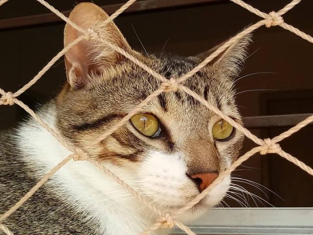 REDES DE PROTEÇÃO EM MAUÁ 11 3455-9884